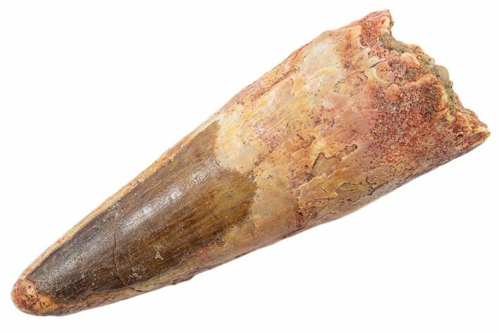 Fossil Spinosaurus Tooth - Feeding Worn Tip #345565